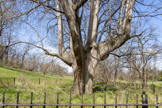 Louisville’s oldest tree sits in the middle of George Rogers Clark Park in Audubon.
