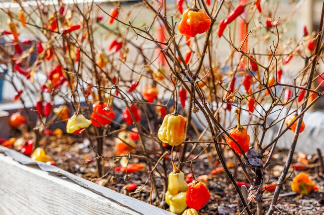Carter High School's community garden cultivates hot peppers among its crops.