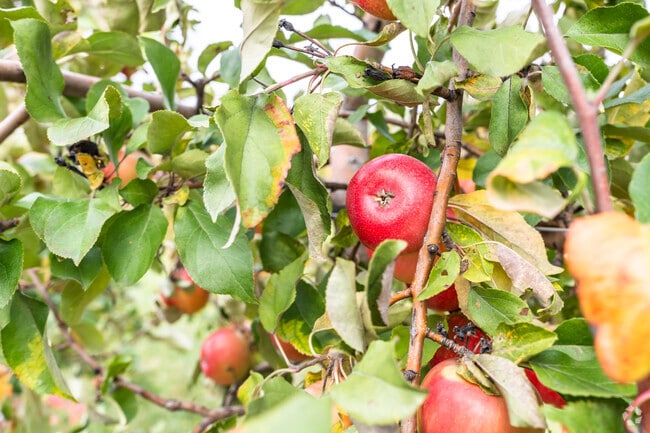 There are several orchards and fresh produce stands throughout the Alden neighborhood.