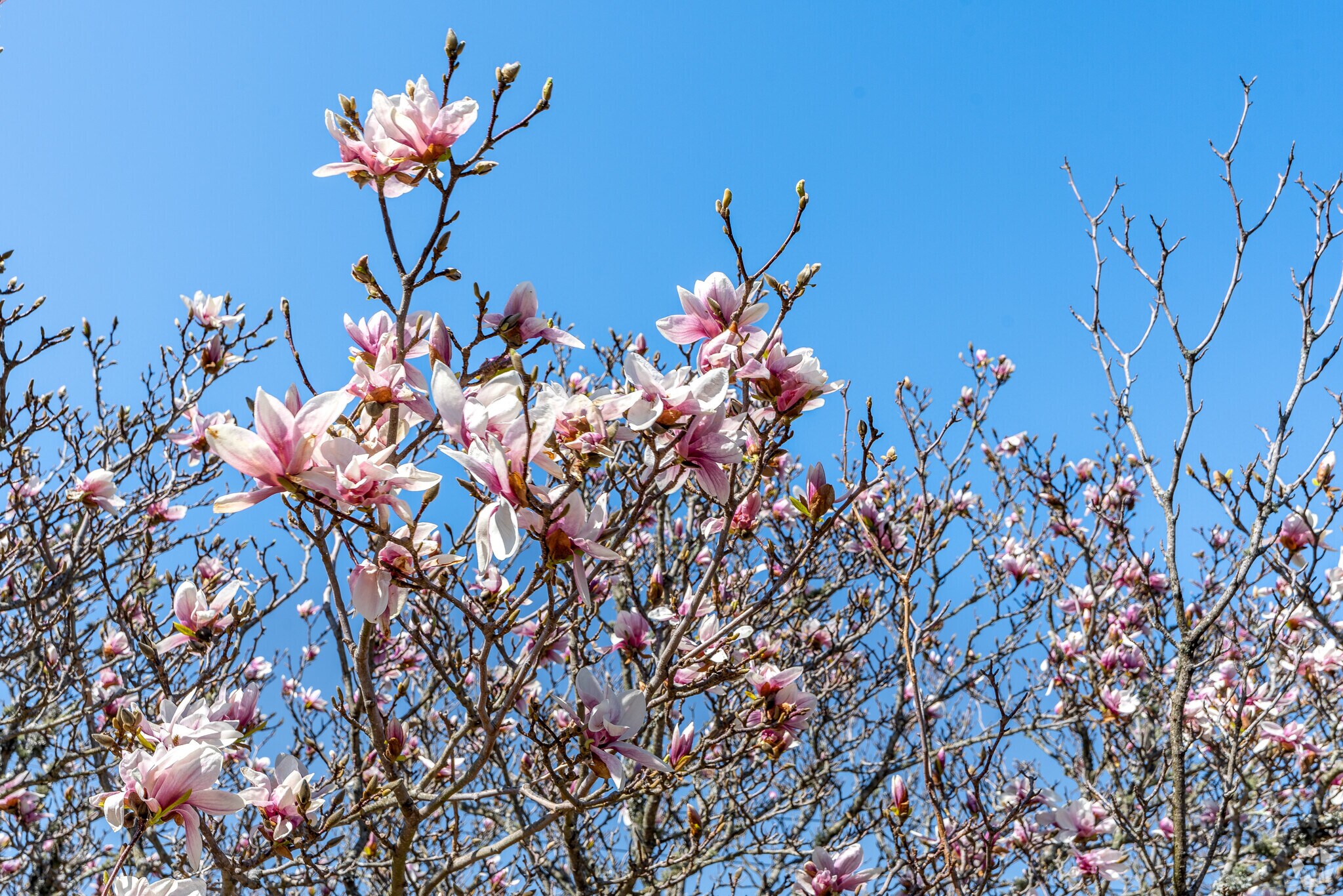 Early Spring Flowers Blooming In Bliss Corner