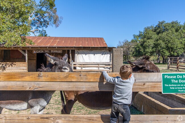 Visit the Donkey Barn at Berry Springs Park and enjoy petting these friendly animals.