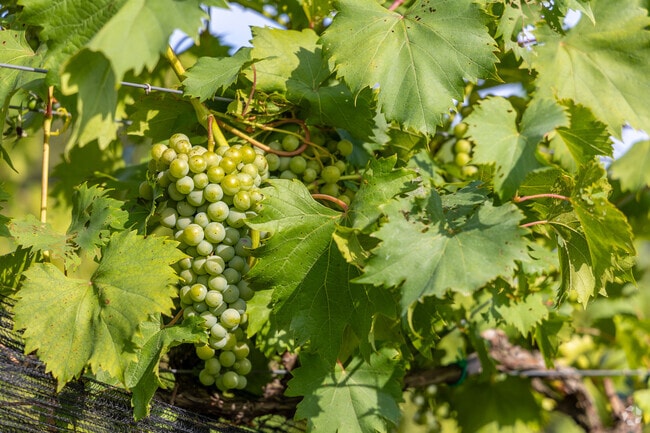 Enjoy some of South Jersey's finest wines from the vineyard and winery at Coda Rossa.