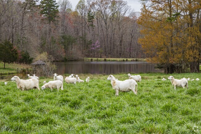 Sheep bask in the warm afternoon in Hodgin Valley.