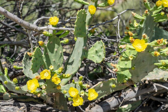 Residents of The Mesa will enjoy the beautiful foliage and plant community in the area.