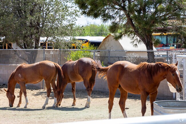 Horses graze in the middle of Mountain View.