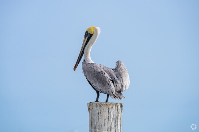 Brown pelicans are common along South Padre Island's coast in southern Texas.