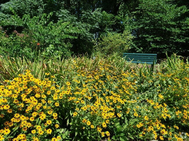 Bench in beautiful Black-eyed Susan flower garden