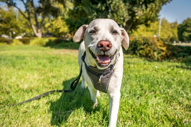 The dogs of South Davis are very happy with all the parks and trails.