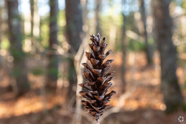 Hike the trails in Middleborough's Harry Jason Jr. Park.