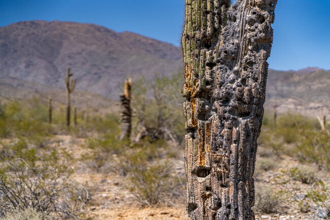Saguaros dot the Aguila landscape, symbolizing the area's rich biodiversity and serving as homes to local wildlife.