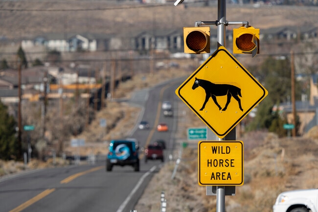 In addition to domestic horses, Hidden Lake is prone to wild horses migrating through the area.