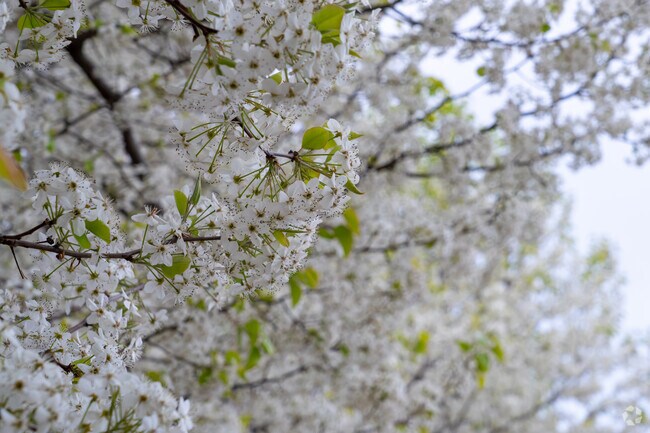 March is the peak month for spring trees to bloom throughout Edgewood, WV.