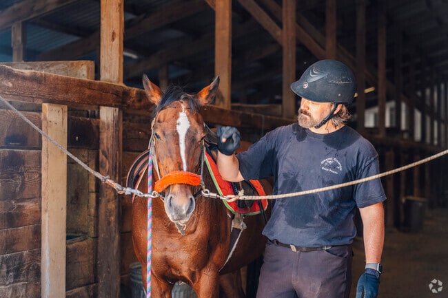 There are a lot of beautiful horses that stay at the Skyline Ranch.