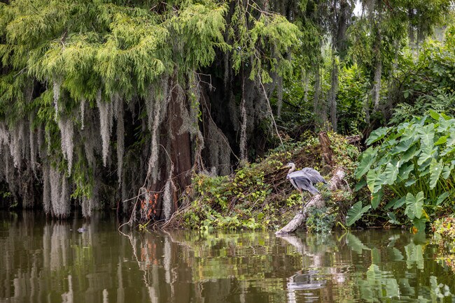 Morgan City's Lake End Park, you can spot alligators, Blue Herons and other wildlife.