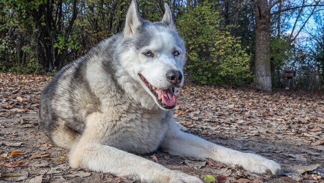 Let your best friend run free at Granville Dog Park in Mill Valley.