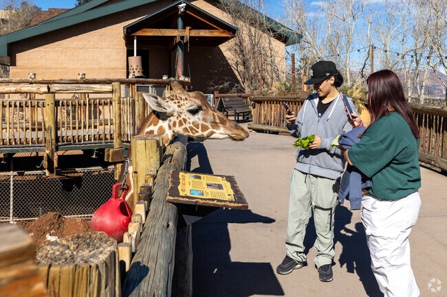 Feed giraffes at the zoo next to Broadmoor in Colorado Springs.