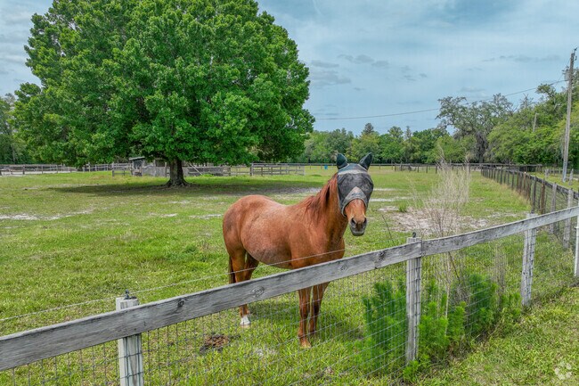 The Breeze Ranch has horses you can ride and pet in Citrus Park.