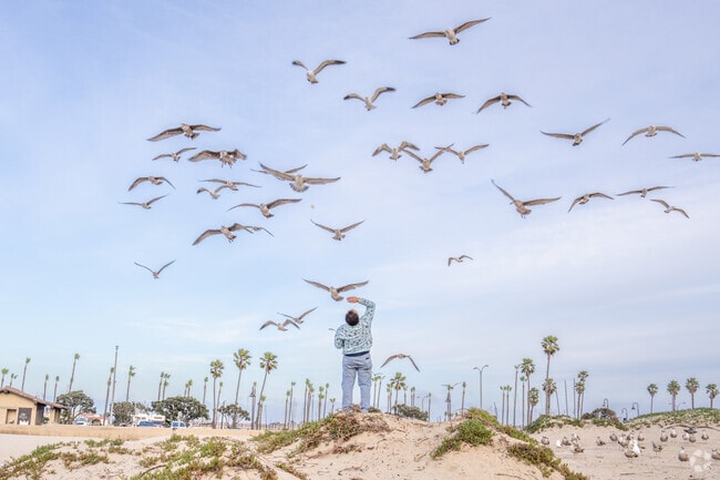 Locals enjoy feeding the seagulls at Ventura Harbor.
