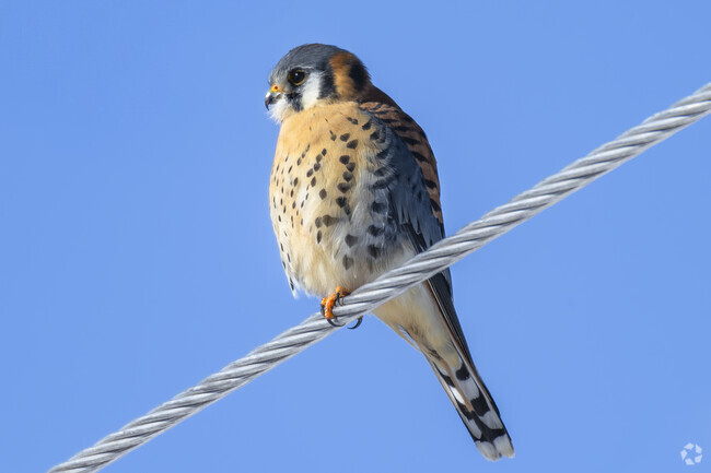Falcons soar gracefully over Fort Collins, showcasing the area's rich wildlife and beauty.