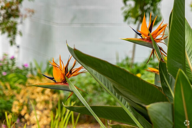 A striking orange Bird of Paradise flower bloom at the Clearwater Garden Club.