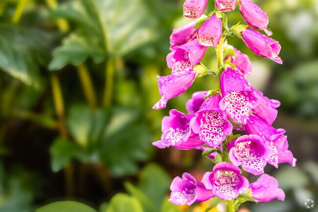 Casa Romantica Cultural Center and Gardens has colorful flowers nestled in a beautiful 1927 Spanish Colonial Revival near Southwest San Clemente.