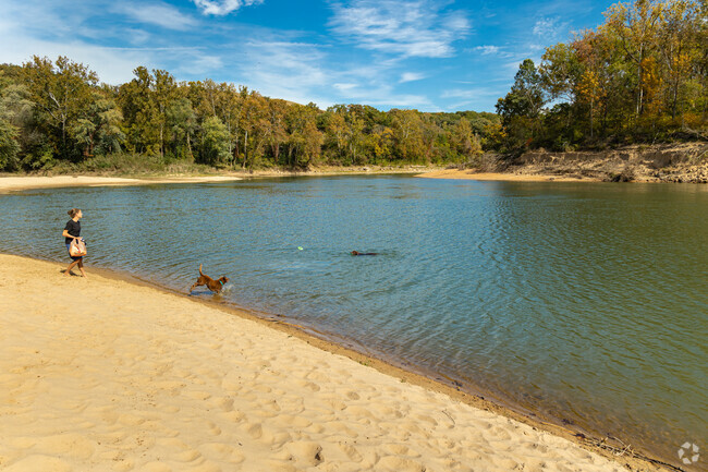 Dogs play fetch in the Meramec River at Castlewood State Park.