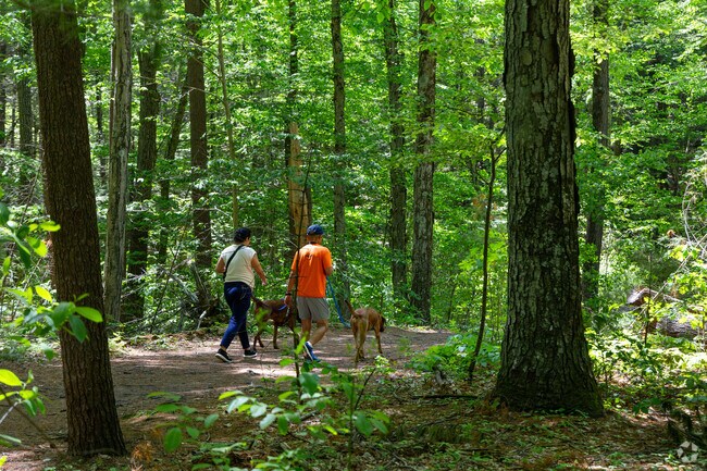 Humans and dogs alike love to walk through the pristine forest of Wilson Mountain Reservation.