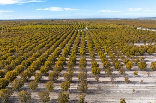 In the 1970s pecans took the center stage in Tornillo's agriculture.