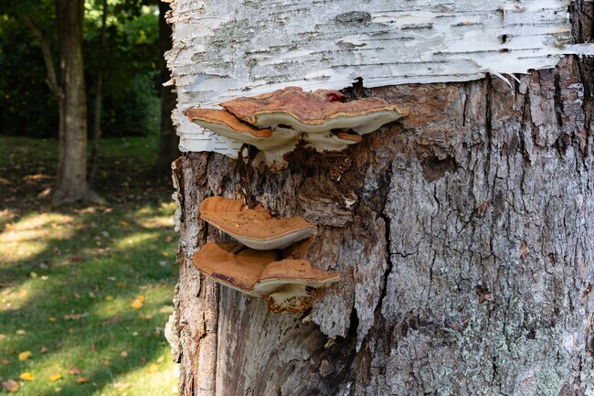 York Harbor’s forests reveal quiet wonders like this textured trunk.