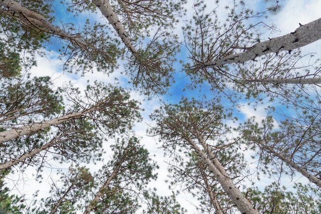 The trees and forests have matured greatly in Saratoga Springs Park in Star Prairie.