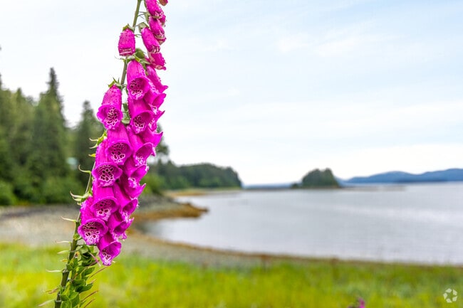 Auke Bay is known for its vibrant and beautiful flowers that brighten the landscape.