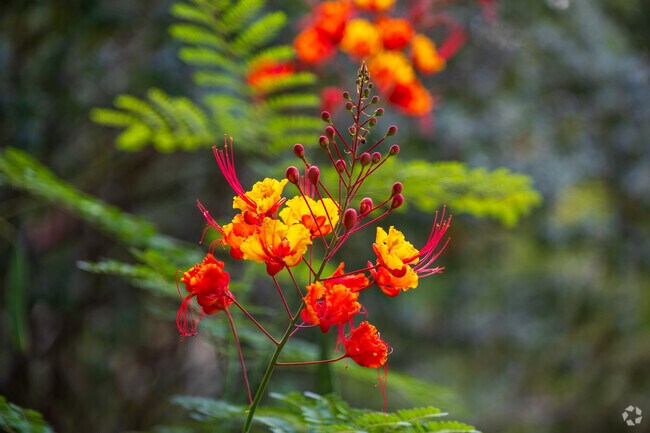Parks and trails surround Sendera, including Veloway and Circle C Ranch.