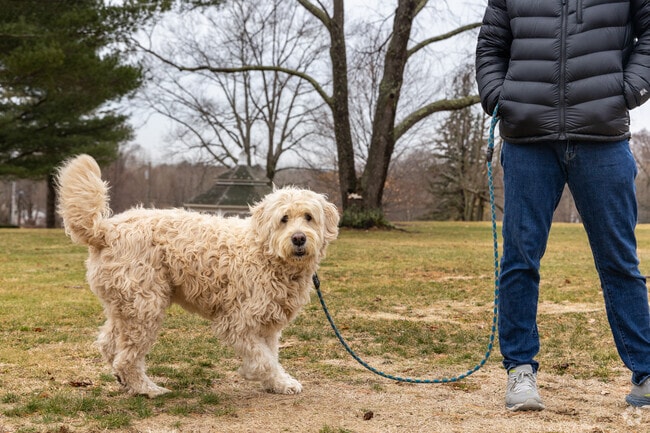 There are many great spaces for dog walking near Greenlodge.