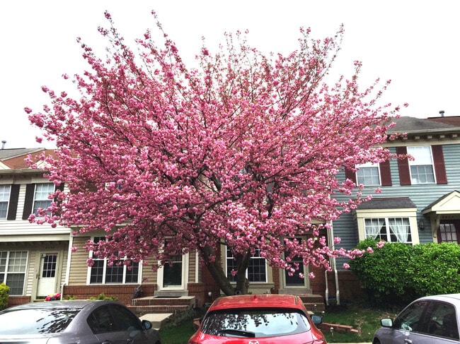 6526 Medinah Ln, Alexandria, VA 22312 - photo 7