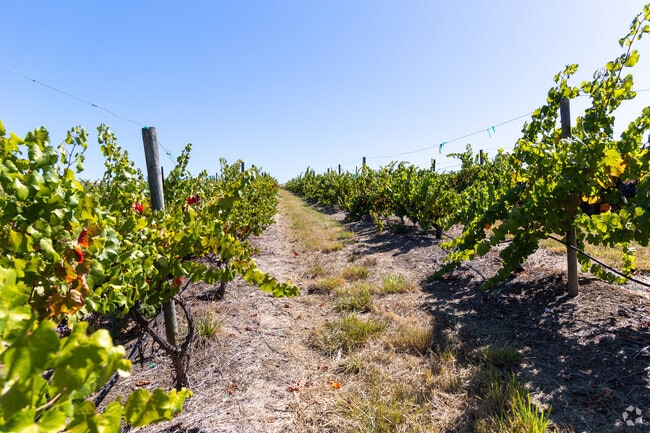 Go for a tour through the vineyards at Spangler in Green.