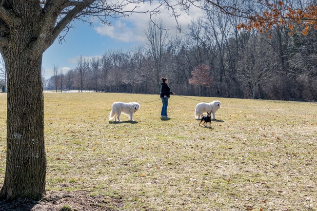 There are plenty of trails to walk your dogs at the Avon Walking Park.