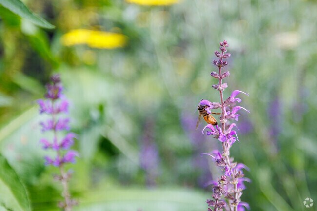 Flowers bloom and bees buzz in Wilson Heights, Baltimore.