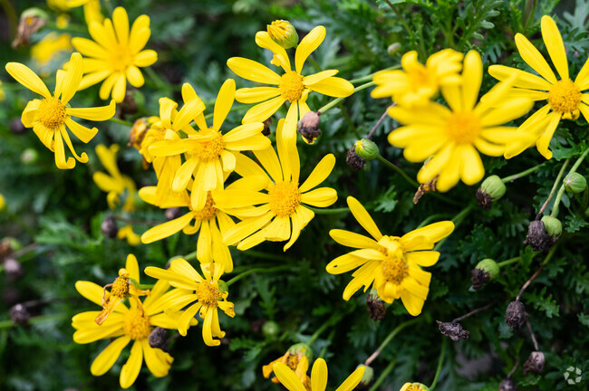 The Niguel Botanical Preserve, near Niguel Summit, has colorful flowers in numerous distinct garden areas representing the five Mediterranean climate regions of the world.
