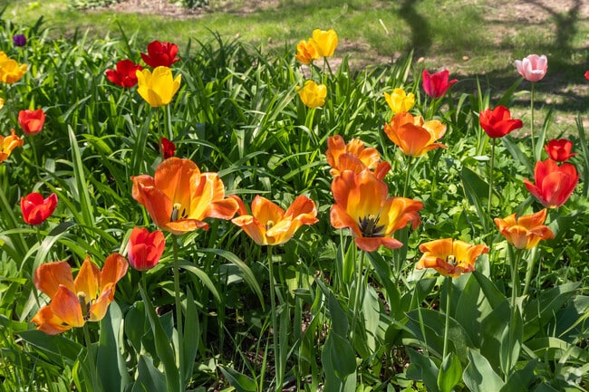 Beautiful flower gardens can be found adorning the homes in Southern Hayden Heights.