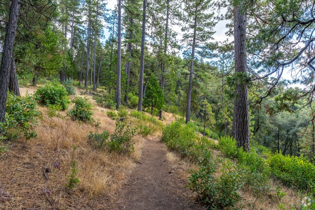 Nature lovers will love the Mount Zion hiking trail in Pine Grove.