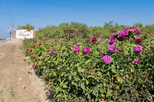 Beautiful roses bloom in this field outside the city limits of Wasco.