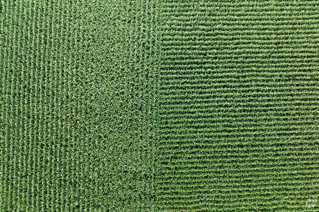 Farmland is lush and common in North Bridge.