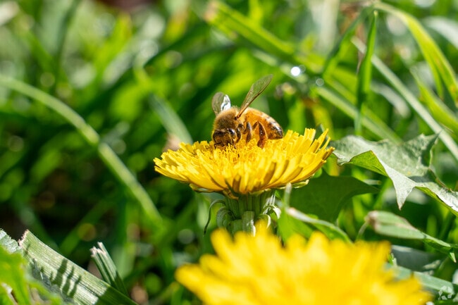 Busy bee collecting golden pollen on a vibrant wild yellow flower.