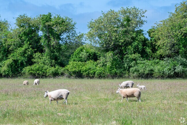 Sheep graze in a West Tisbury field.