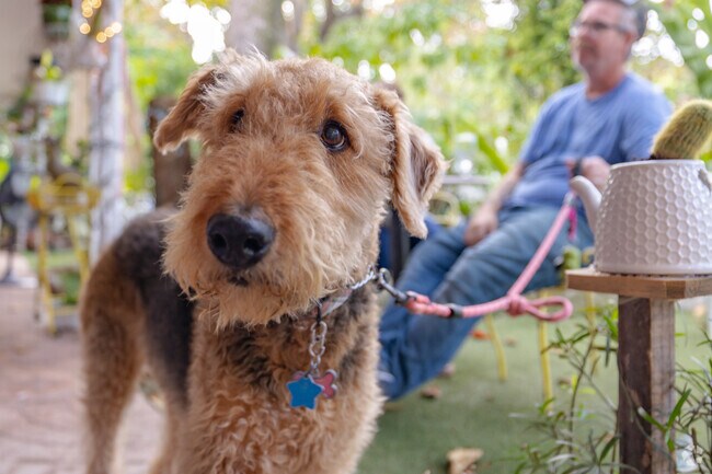 The Tea Room in Cauley Square offers a cozy spot for tea with pets.