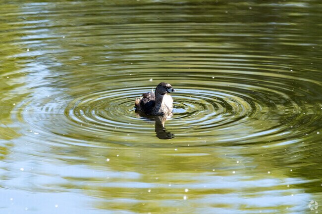 Enjoy bird watching at Sweetwater Wetlands.