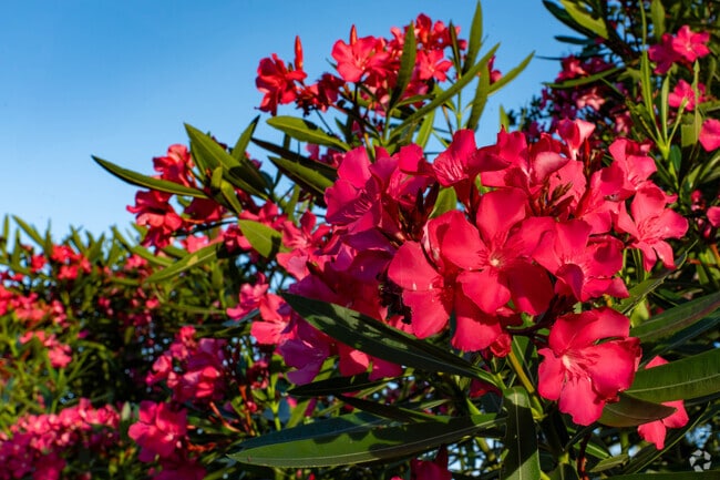 Pelican Pointe is bursting with colorful landscaping and lush lawns.