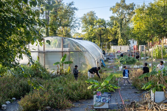 At Plantation Park Heights Urban Farm, teens collect indigo for traditional dye-making.