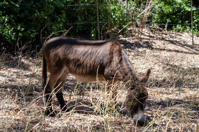 Residents of Ventura enjoy weekend walks to Cornelis Bol Park, where they can visit the beloved donkeys grazing near the pasture.