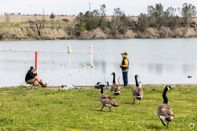 Fisherman and geese at Shadow Cliffs Regional Recreation Area.